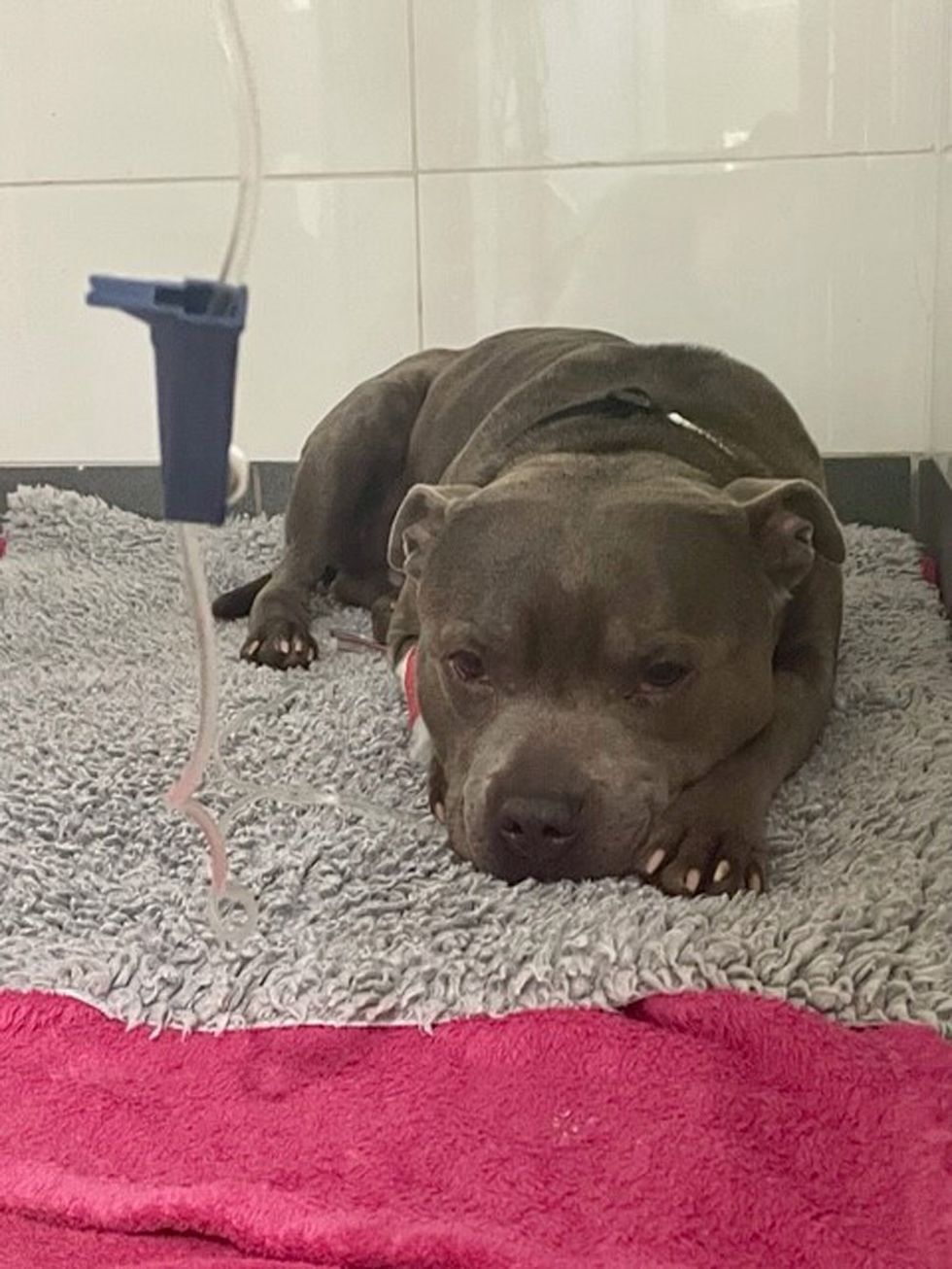 Undated handout photo issued by PDSA of Hugo, a Staffordshire Bull Terrier from Plymouth, who had to undergo life-saving surgery after wolfing down six packets of Christmas chocolate coins. Issue date: Sunday December 26, 2021.