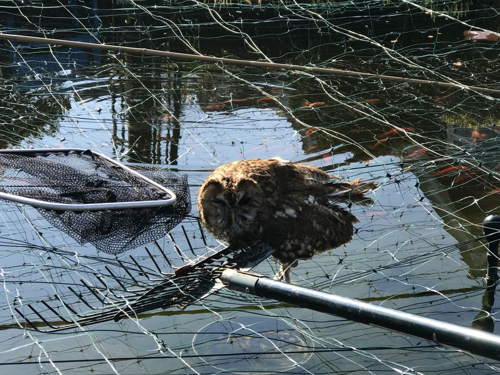 Undated handout photo issued by RSPCA of a tawny owl that needed rescuing after getting caught in pond netting in a garden in Sydenham, London. Issue date: Sunday March 13, 2022.