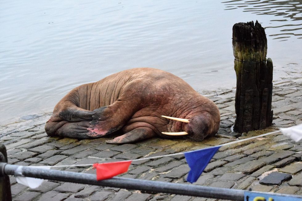 Undated handout photo issued by Stuart Ford of a walrus at Scarborough Harbour. Issue date: Saturday December 31, 2022.