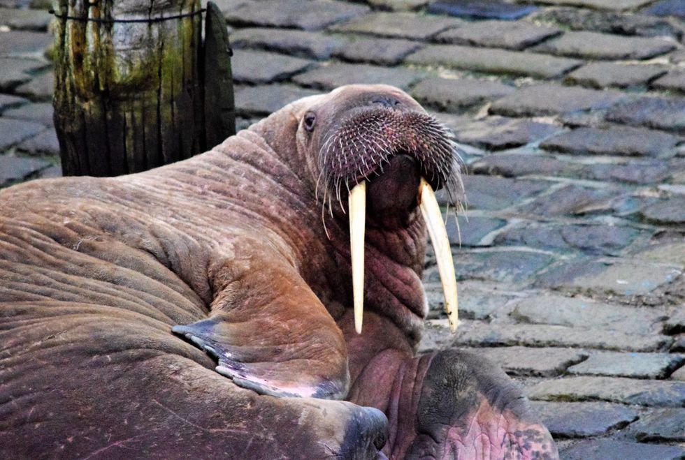 Undated handout photo issued by Stuart Ford of a walrus at Scarborough Harbour. Issue date: Saturday December 31, 2022.