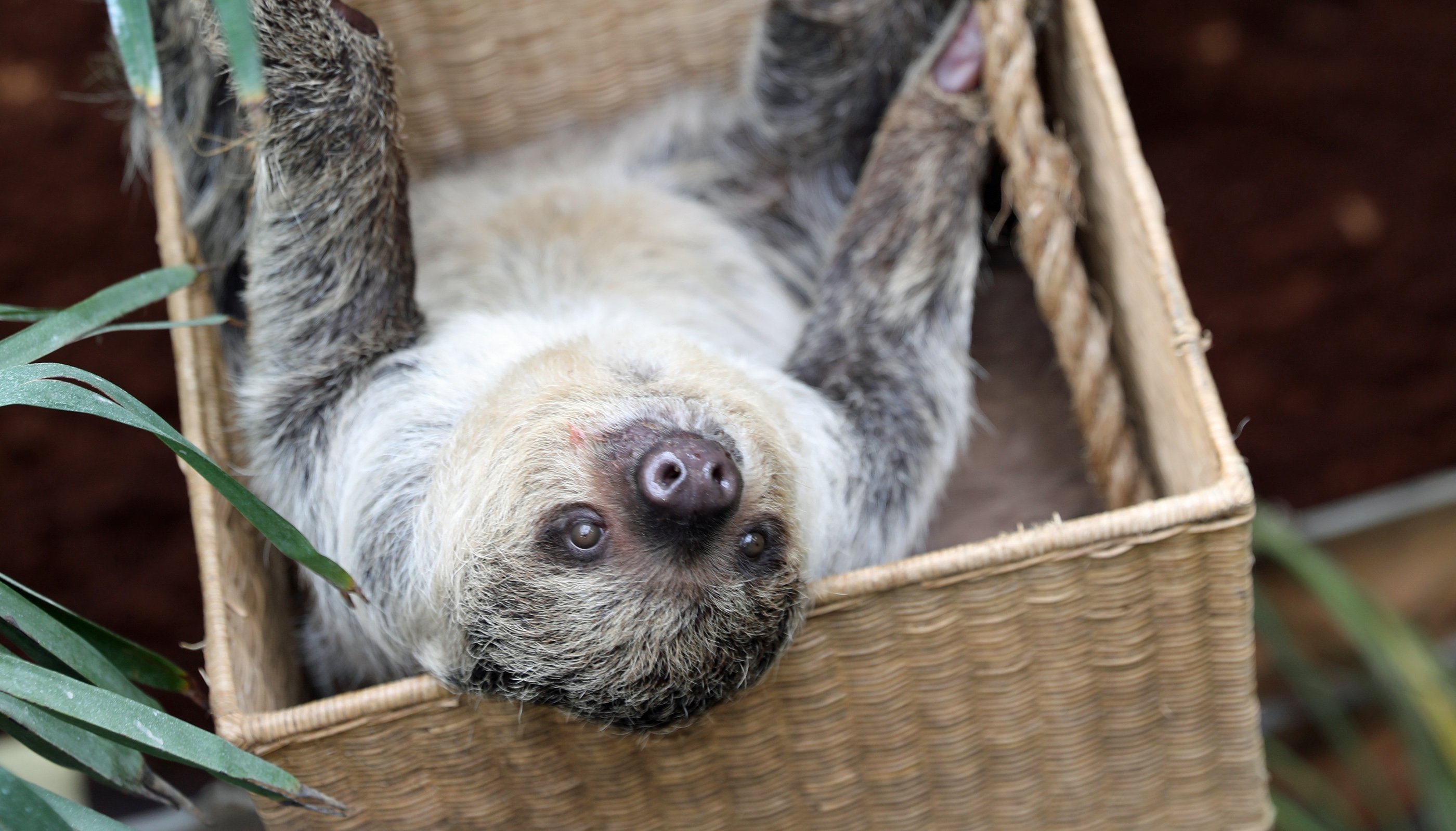 Undated handout photo issued by the Royal Zoological Society of Scotland (RZSS) of one-year-old female sloth Feira, known as Fe, who, along with two-year-old male sloth Moana, nicknamed Mo, have been added to the roster of animals at Edinburgh Zoo. Issue date: Monday September 13, 2021.