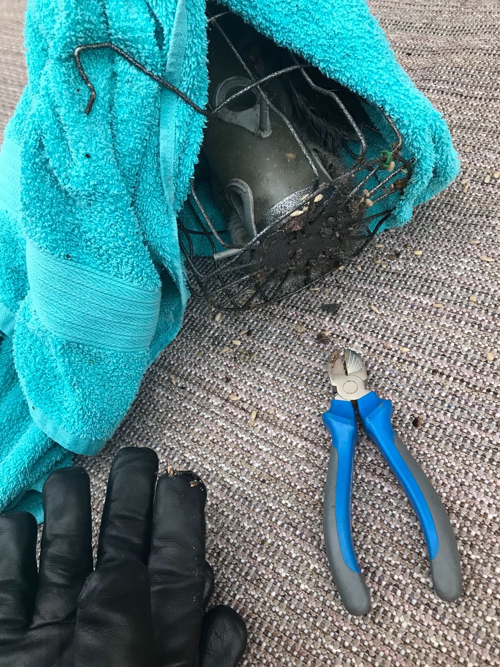 Undated handout photo issued by the RSPCA of a squirrel being freed after it became trapped in a bird feeder designed to keep it out. The squirrel had to be rescued by the RSPCA after finding itself too fat to escape. Issue date: Tuesday December 14, 2021.
