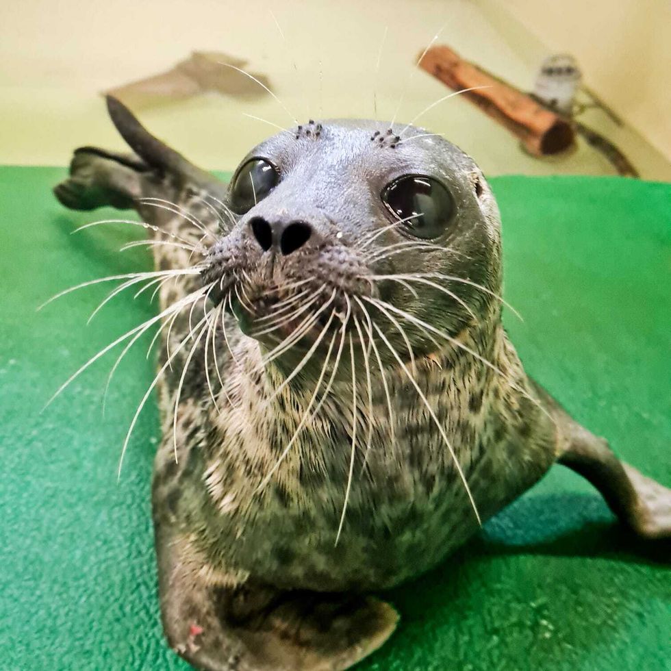 Undated handout photo issued by the Scottish SPCA of a ringed seal they are currently caring for, typically only found in Arctic waters. Issue date: Wednesday September 15, 2021.