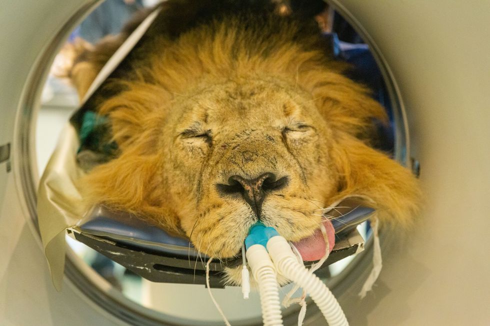 Undated handout photo issued by ZSL London Zoo of 12-year-old Bhanu in a CAT scanner to investigate the endangered Asiatic lion's recurrent ear infections. Veterinarians treating Bhanu brought the scanner to the conservation zoo to thoroughly investigate his troublesome left ear canal, following repeated attempts to resolve the issue; including specialist ear examinations and cleaning under general anaesthetic, as well as regular ear drops. Issue date: Monday June 20, 2022.