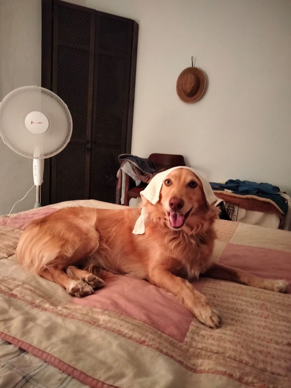 Undated handout photo of a dog keeping cool in this heatwave lying on a bed with a fan and a cold towel on its head. The RSPCA is urging pet owners to make plans to protect pets during this spell of hot weather. Issue date: Thursday July 14, 2022.