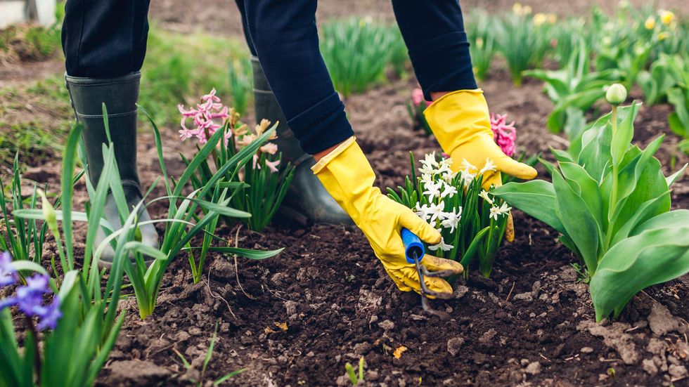 Undated Handout Photo of a woman handling large hyacinths in gloves. See PA Feature GARDENING Advice Hyacinths. Picture credit should read: Alamy/ PA. WARNING: This picture must only be used to accompany PA Feature GARDENING Advice Hyacinths.