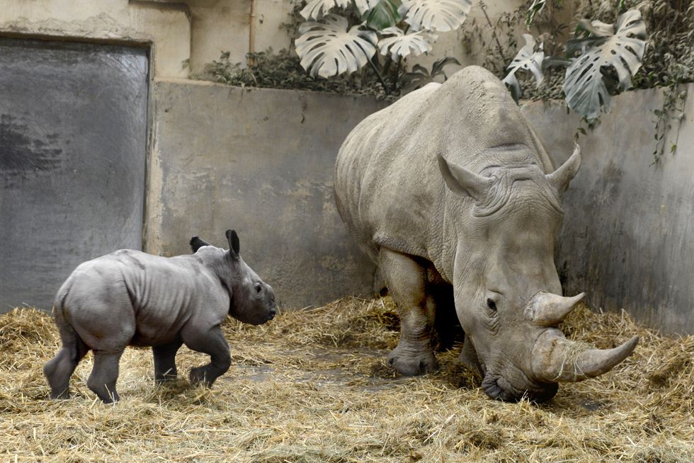 Undated handout photo of white rhino calf Queenie with its mother Nancy, the newest addition to the Rhino family at Cotswold Wildlife Park & Gardens. Issue date: Saturday March 12, 2022.