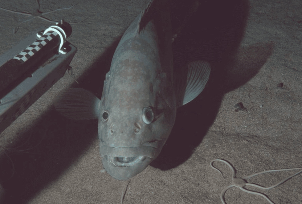 corais únicos e vida marinha no Caribe