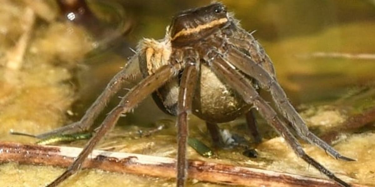 NextImg:Urgent warning issued as thousands of ‘rat-sized’ spiders invade UK