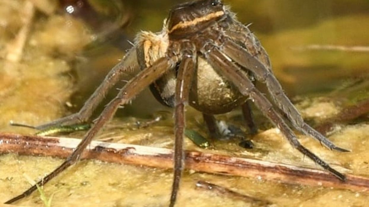 Urgent warning issued as thousands of ‘rat-sized’ spiders invade UK