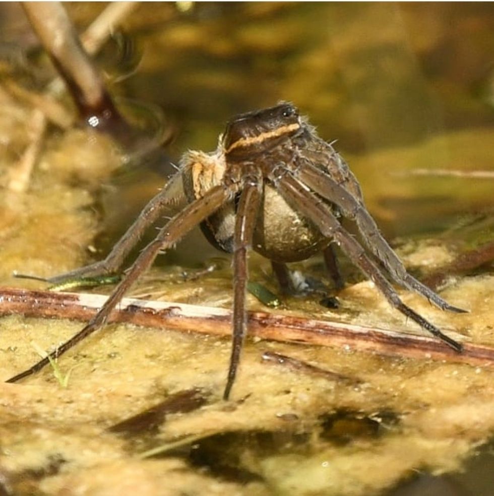 Urgent warning issued as thousands of \u2018rat-sized\u2019 spiders invade UK