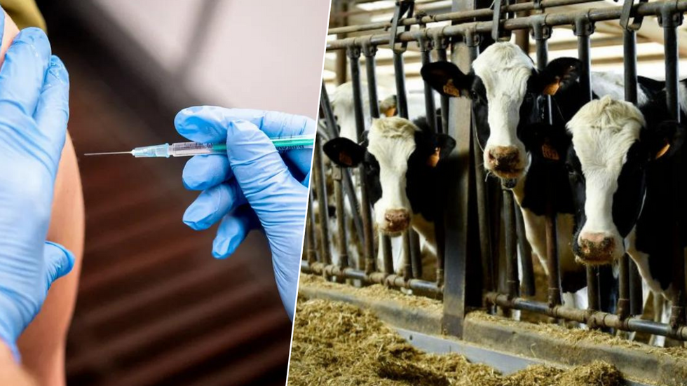 Vaccine/cows