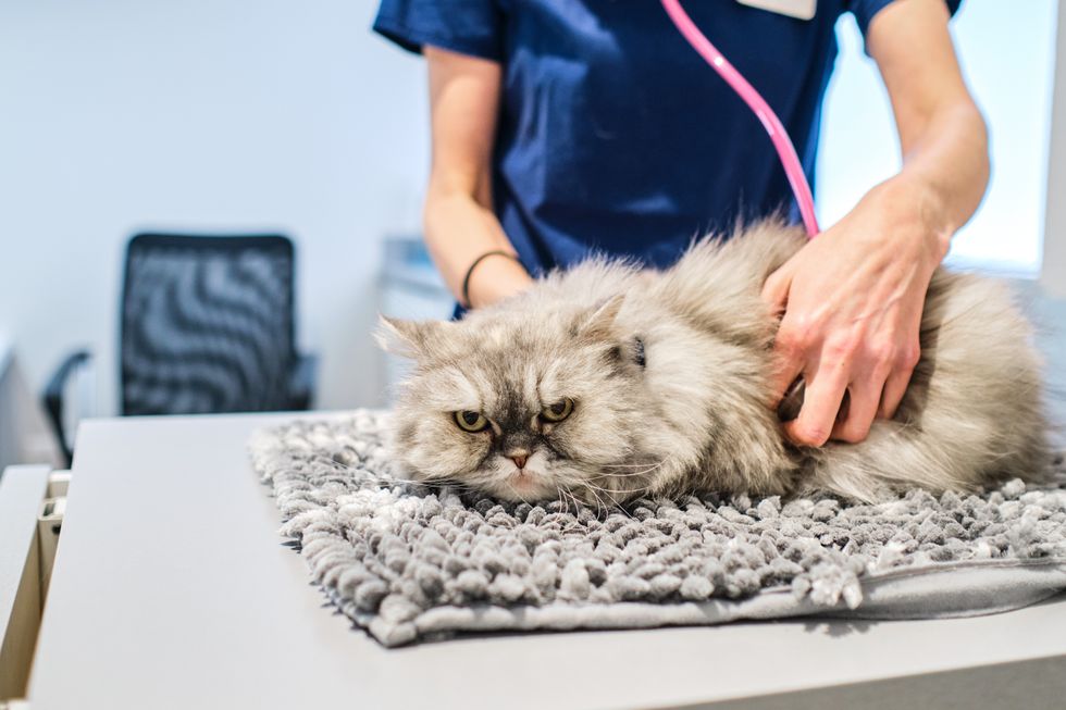 Vet with cat
