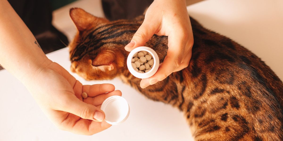 Pet owners across Britain to benefit from new prescription cap Pet owners across Britain to benefit from new prescription cap