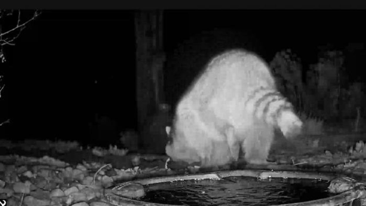 Raccoon ransacks booze store shelves in drunken stupor before sleeping off hangover in toilet