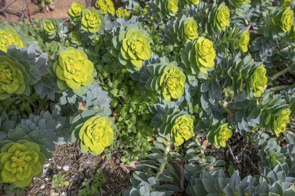 View of Euphorbia Myrsinites