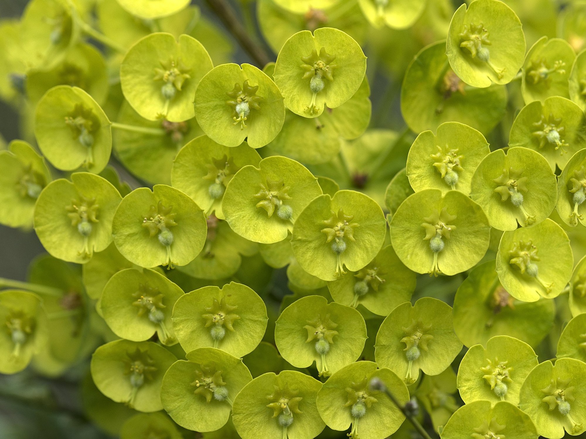 View of Euphorbia Wulfenii