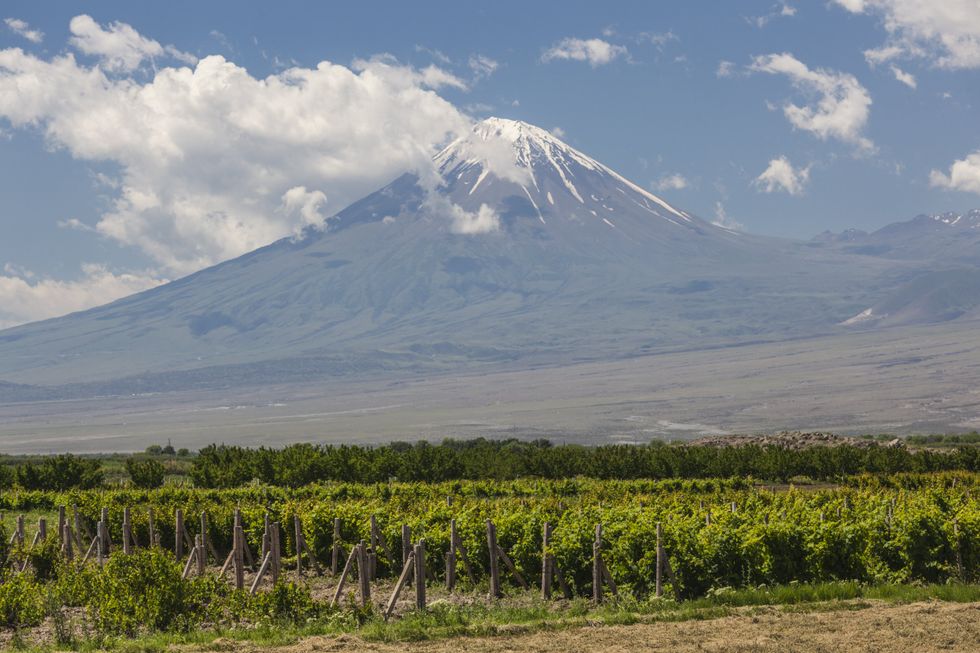 Vineyard and Mount Ararat in Armenia