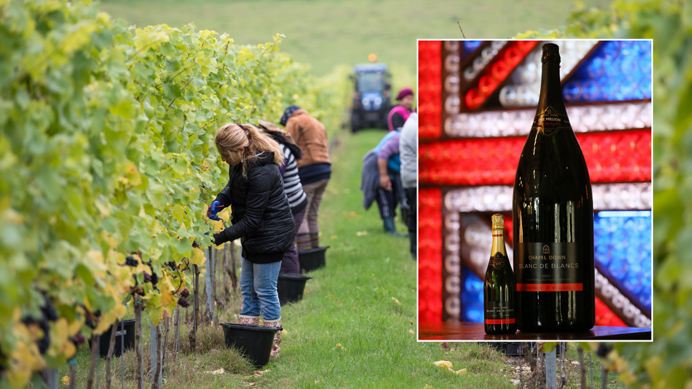 Vineyards in Hampshire overlaid with a picture of two bottles of English sparkling wine
