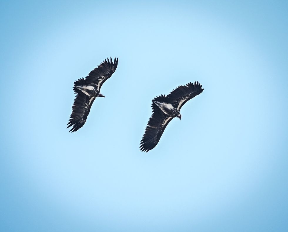 Vultures
