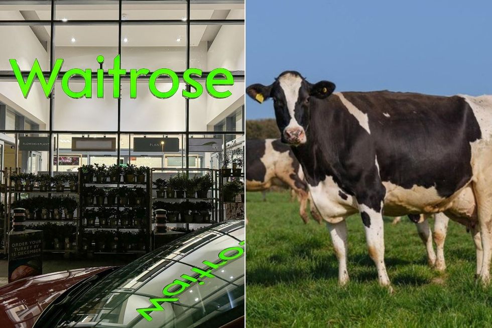 WAITROSE STORE FRONT AND COWS