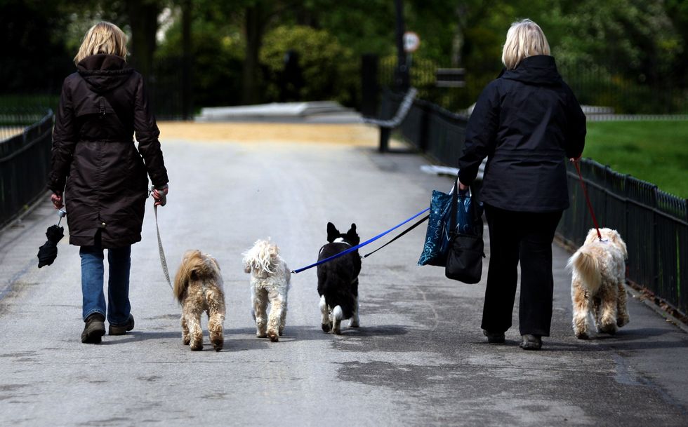 Walking dogs