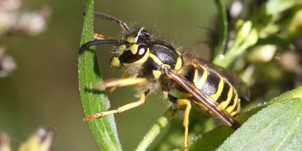 NextImg:Britons warned to brace for 'murder wasp' invasion as experts advise: 'Keep your windows shut!'