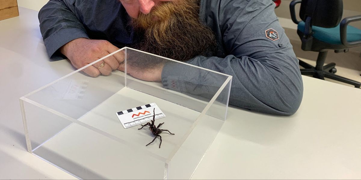 NextImg:'Copious amounts of venom!' Warning issued as new 'big boy' funnel-web spider that can kill in 15 minutes discovered