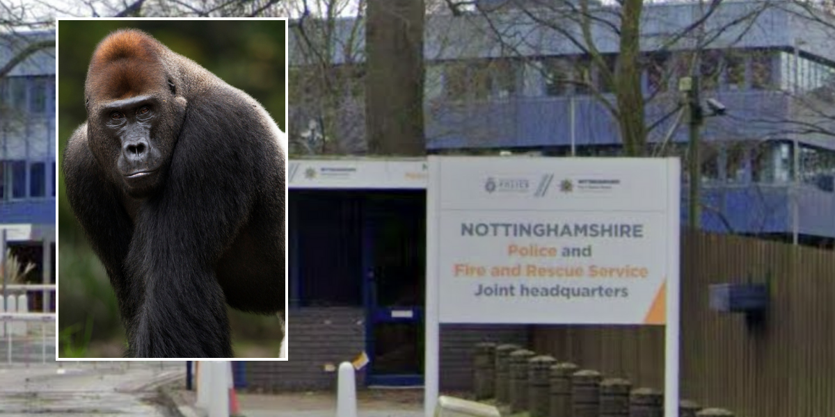 NextImg:Firefighter sacked for sending gorilla picture to black colleague will receive compensation as fire service 'could have conducted better investigation'