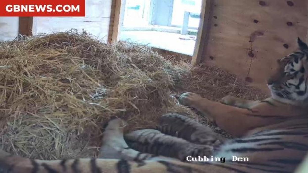 Endangered tiger cubs born at safari for first time in nearly 30 years - 'We're over the moon!'