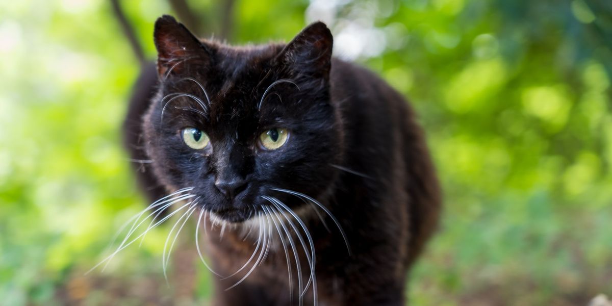 NextImg:Cats left 'frothing at mouth' as spate of Christmas poisonings shock residents in quiet village