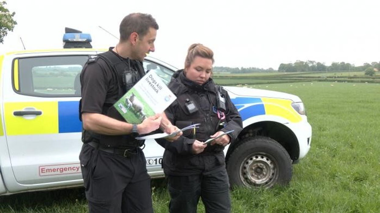 Eagles blamed for 'snatching' Shetland pony foals as five go missing