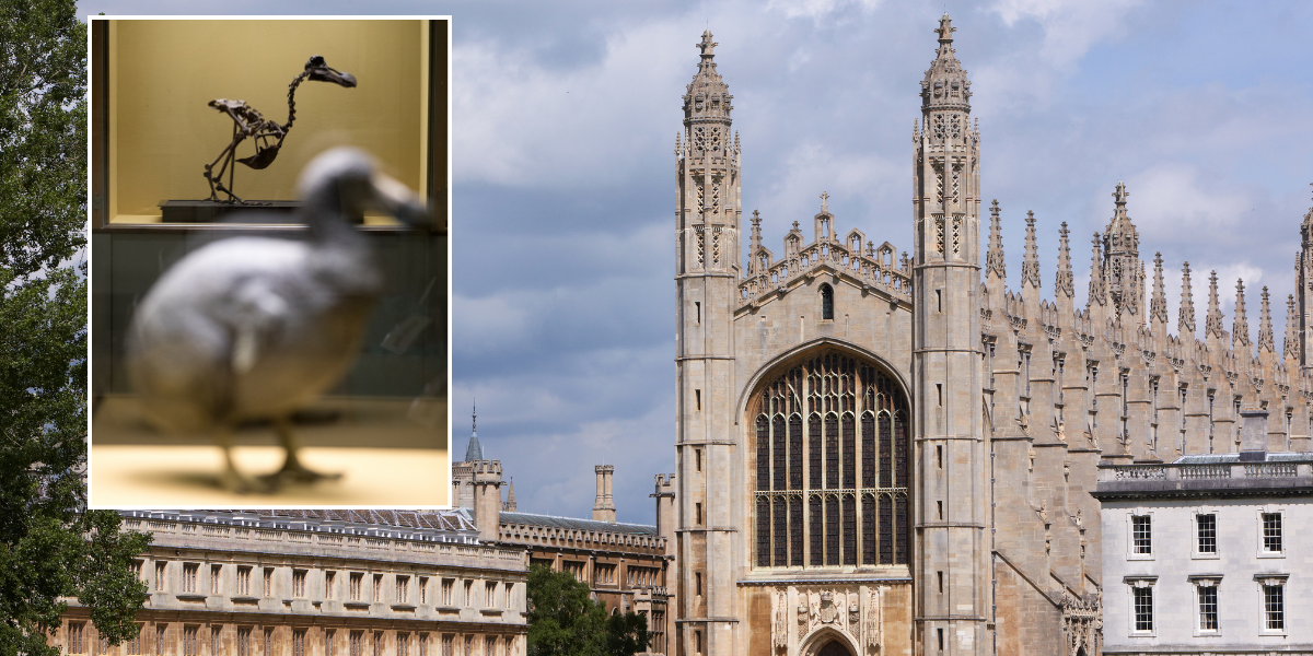 NextImg:University of Cambridge looking for students to 'decolonise dodos and tigers'