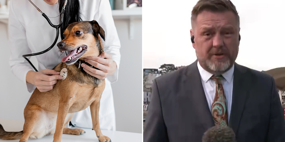 NextImg:Pet owners issued warning amid ‘frightening’ parasite outbreak