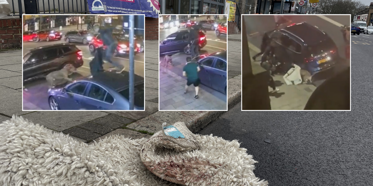 NextImg:Fresh video footage shows moment 'dangerously out-of-control' XL Bully dog went on rampage in London