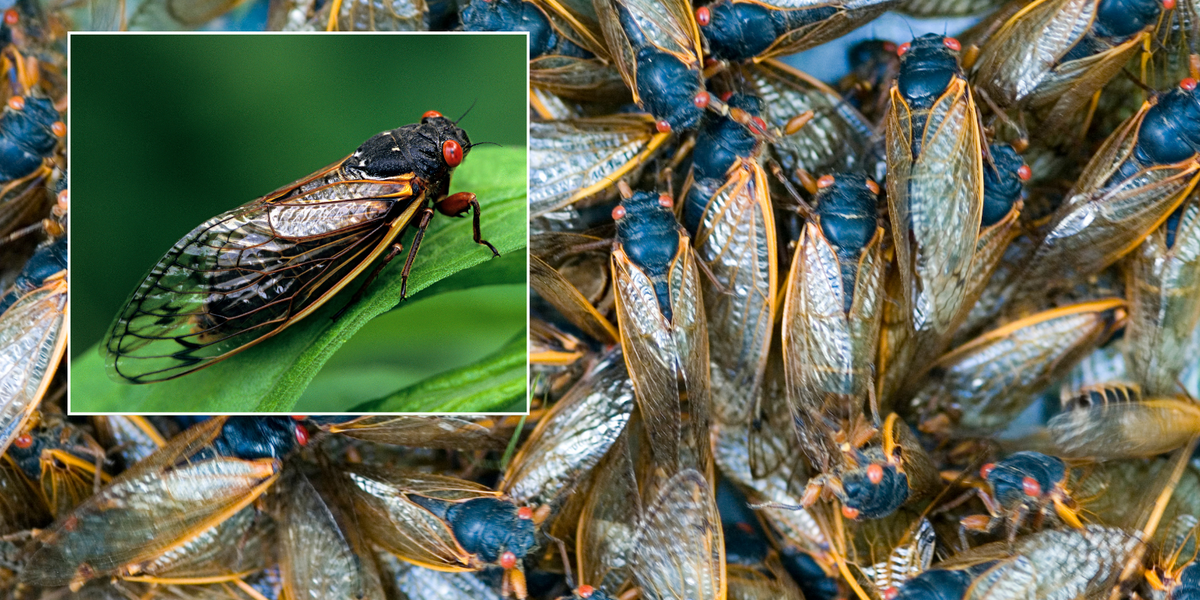 NextImg:Biblical plague of nuisance bugs to INVADE as tens of billions of insects descend on America