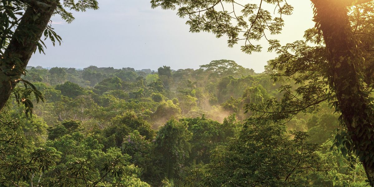 NextImg:Massive ancient 2,500-year-old city with population of 100k found in middle of jungle: 'It's incredible'