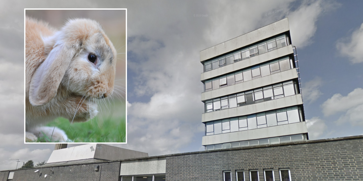 NextImg:Man jailed after forcing children to eat pet rabbit during 15 years of horrific abuse