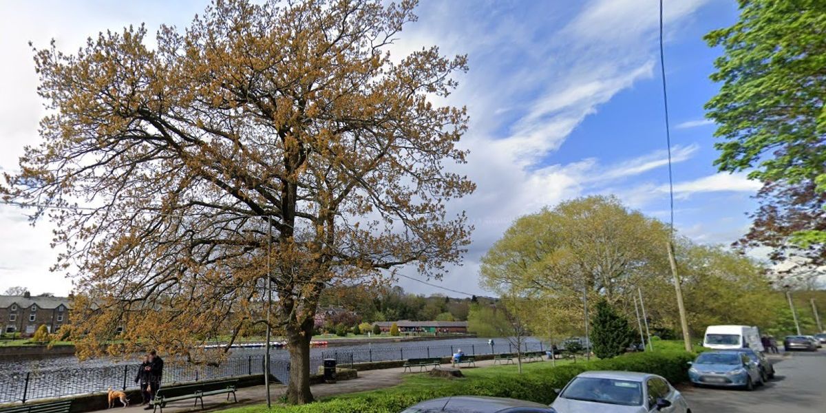 NextImg:Council row erupts after protesters block workers from chopping down oak tree in bitter feud