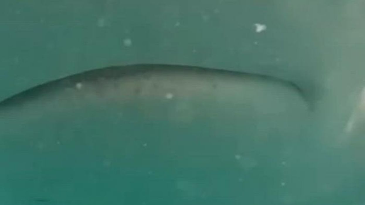 Holidaymaker mauled in horrific shark attack as tourist rushed to hospital after creature takes bite out of leg in Thailand