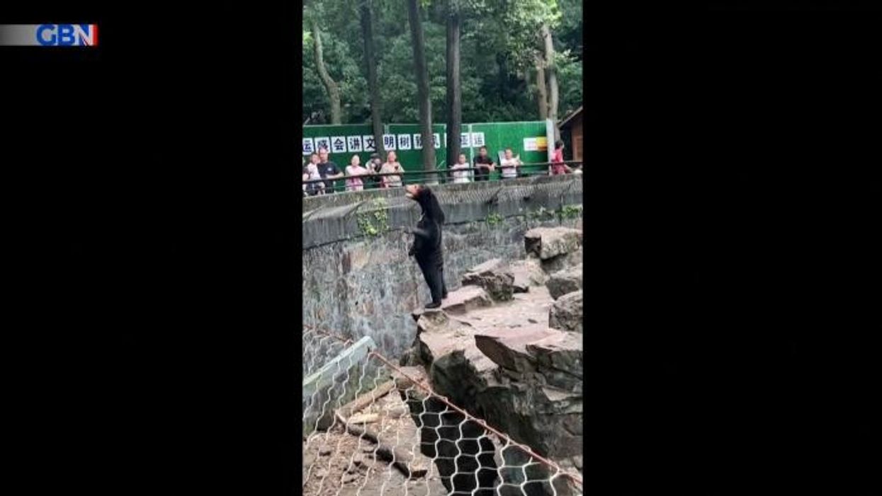 Chinese zoo dyes dogs with paint to look like pandas as it's accused of deceiving visitors