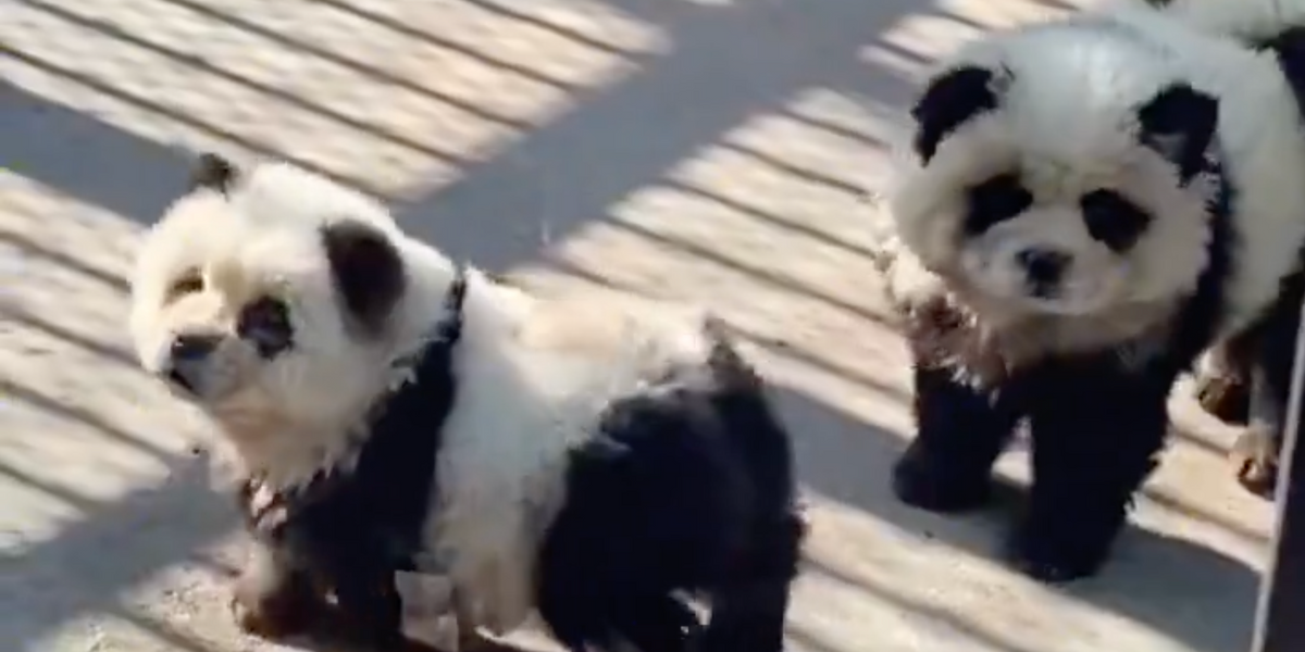 NextImg:Chinese zoo dyes dogs with paint to look like pandas as it's accused of deceiving visitors