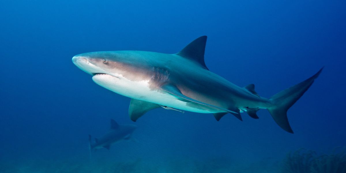 NextImg:Briton mauled by huge shark in Caribbean 'aware and able to communicate' after horrific attack