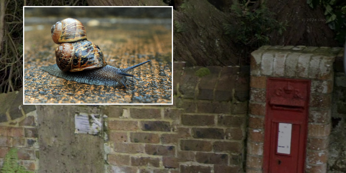 NextImg:Royal Mail forced to close village postbox as locals devastated after hungry snails eat mail