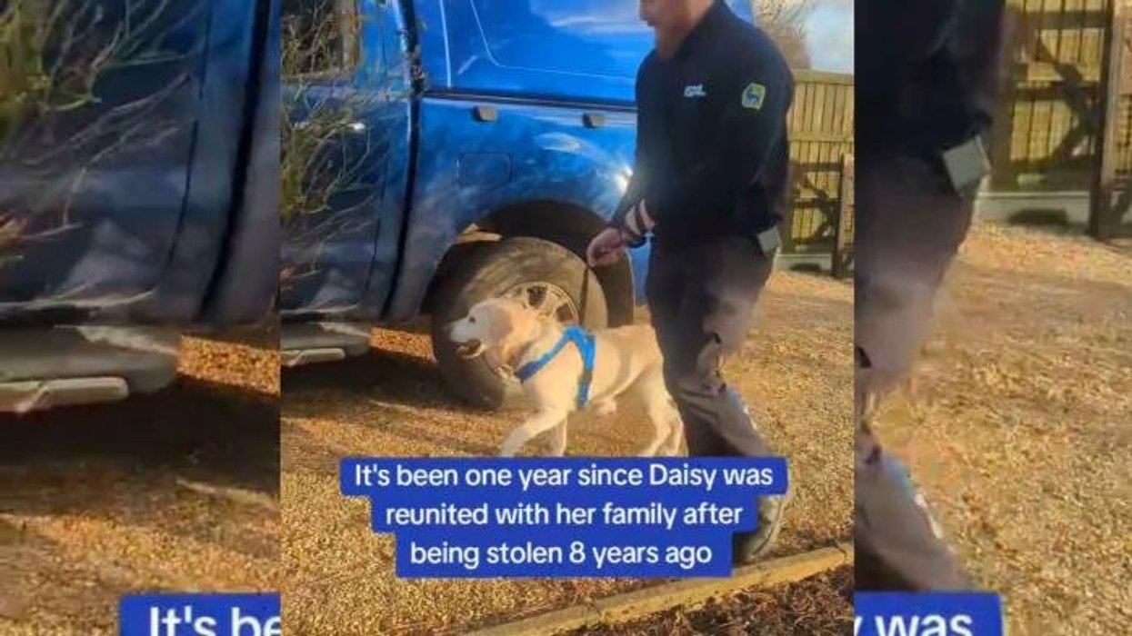 Stolen dog missing for EIGHT YEARS reunited with her family who never gave up hope