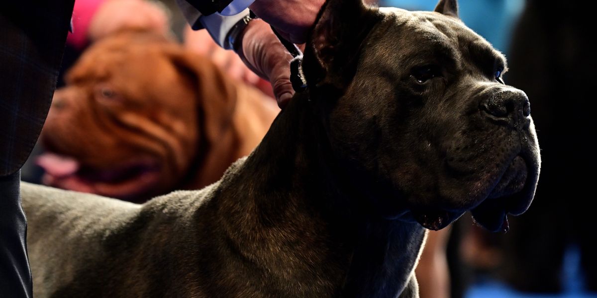 NextImg:XL Bully ban leads to surge in interest of new 'status dog' in Britain that weighs up to 50kg and is likened to a 'killing machine'