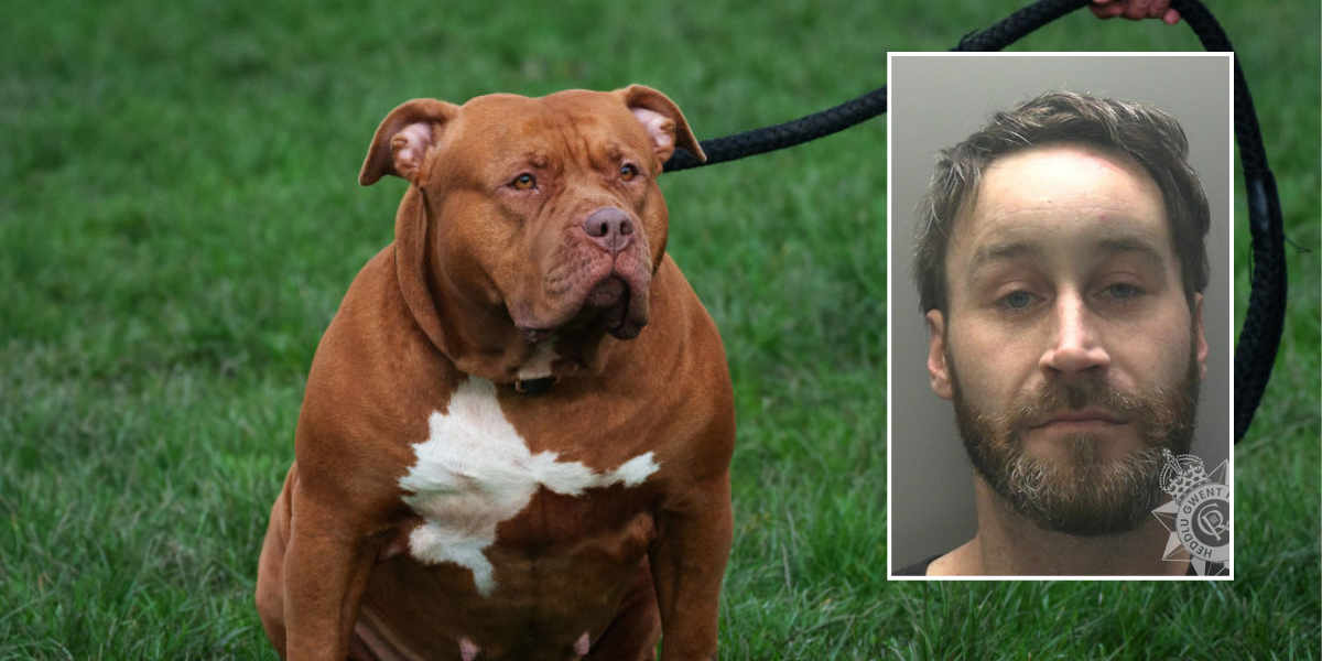 NextImg:XL Bully dog viciously attacked young girl after 'jumping on her back' and biting 'chunk' out of her arm