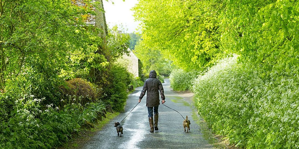 NextImg:'Busybody' councils issue more on-the-spot penalties for dog offences than ANY other misdemeanour