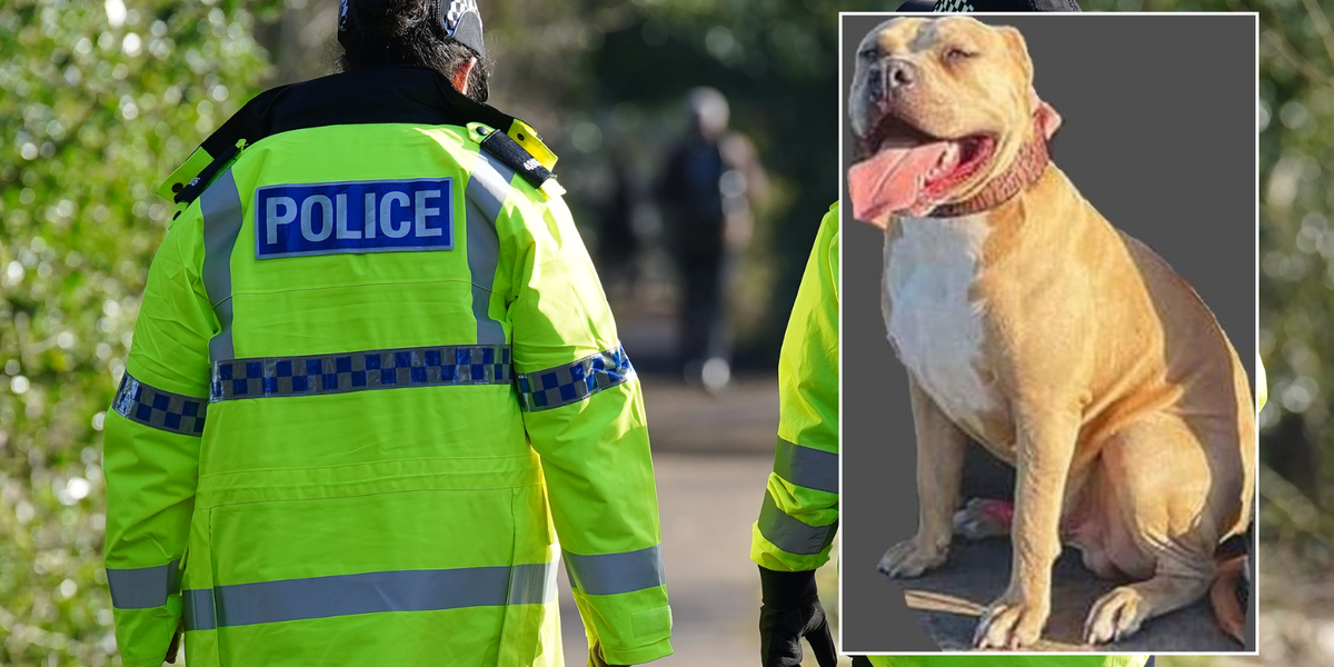 NextImg:Police issue emergency plea to locate on-the-loose killer XL Bully