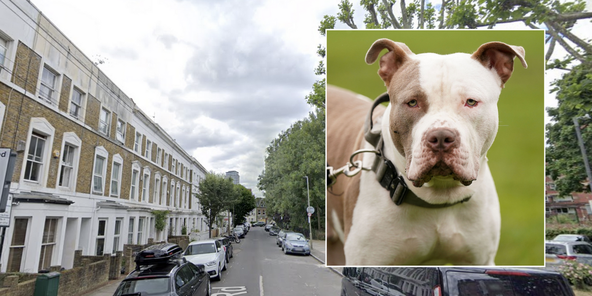 NextImg:XL Bully dog shot dead by police after savaging four in 'out of control' rampage in London